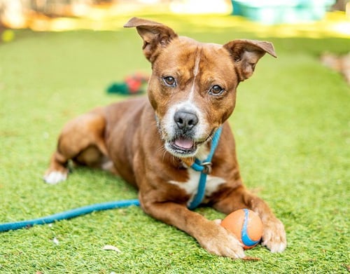 MONKEY D DOGGY - Pit Bull Terrier available for adoption