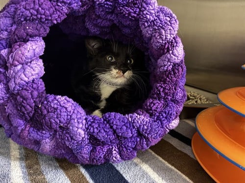 DAISY - Domestic Short Hair available for adoption