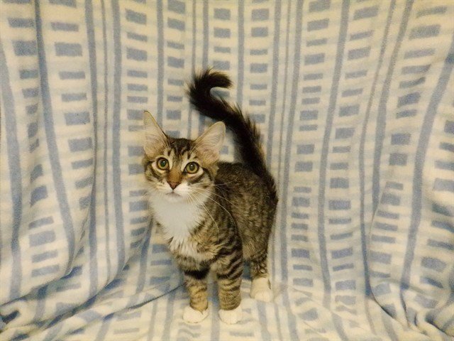 WHISKERS Image