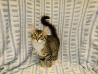 WHISKERS - Photo 1