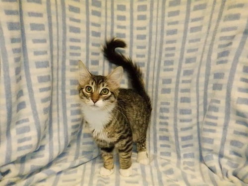 WHISKERS - Domestic Short Hair available for adoption