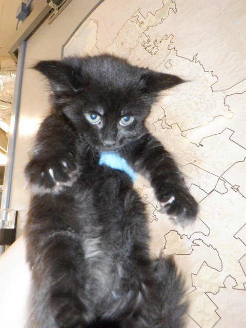 TINA Image