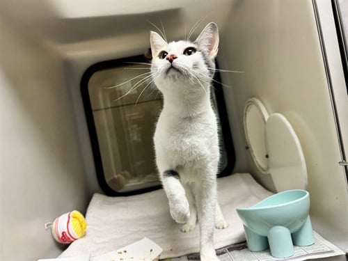 ROSE - Domestic Short Hair available for adoption