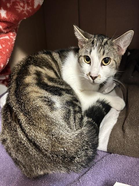 RAYNA - Domestic Short Hair available for adoption