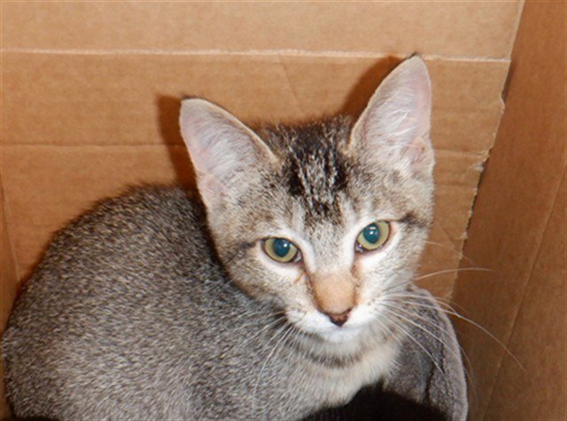 PEPPER Image