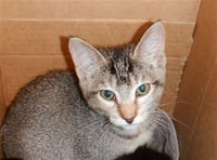 PEPPER - Photo 1
