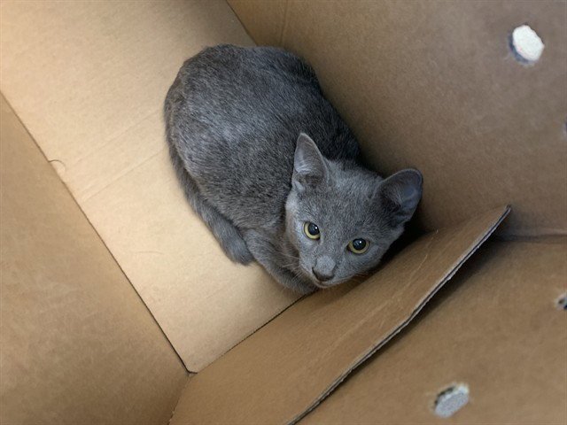 TRIXIE Image