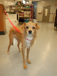 PETUNIA - Photo 1
