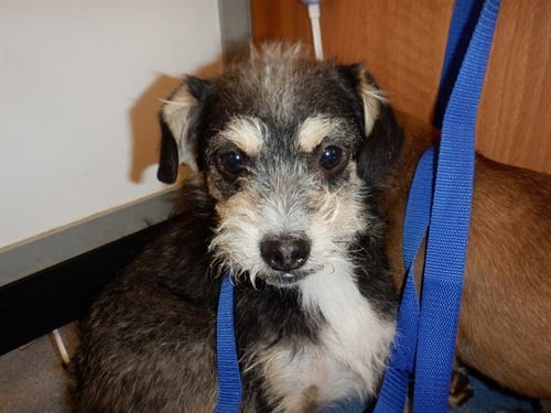 MCFLURRY - Norfolk Terrier available for adoption