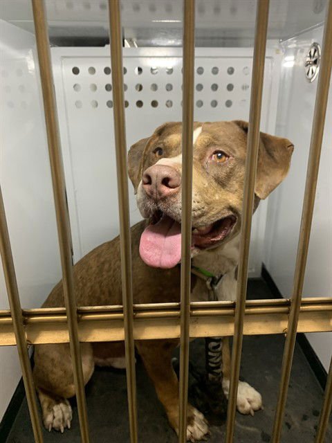 BART - Pit Bull Terrier available for adoption