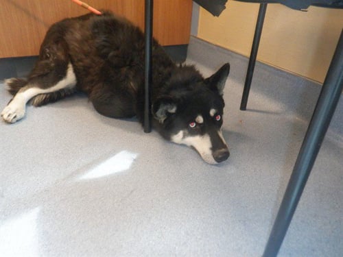 A1404541 - Husky available for adoption