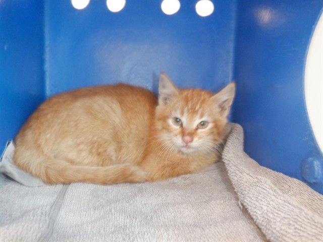 SUMO - Domestic Short Hair available for adoption