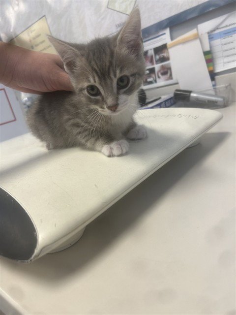 DRAGON - Domestic Short Hair available for adoption