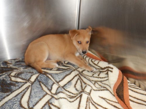 JELLYBELLY - Labrador Retriever available for adoption