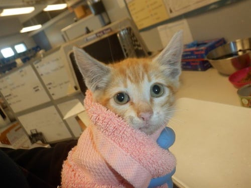 DI'EVIANO - Domestic Short Hair available for adoption