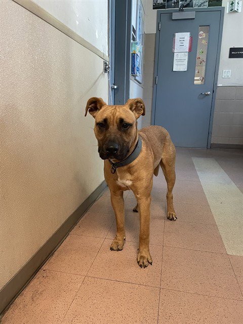 RED - Mastiff available for adoption