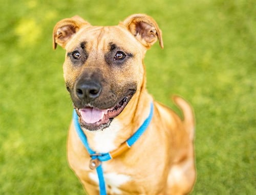 RED - Mastiff available for adoption