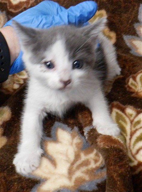 ASH - Domestic Short Hair available for adoption
