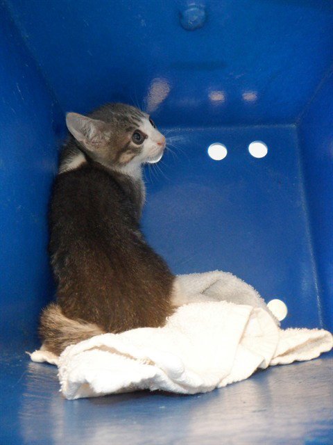A1412835 - Domestic Short Hair available for adoption