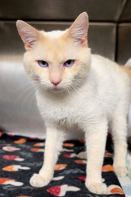 A1402114 - Domestic Short Hair available for adoption