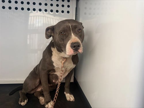 BABEZ - Pit Bull Terrier available for adoption