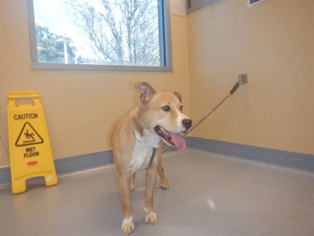 SIMBA - American Pit Bull Terrier available for adoption