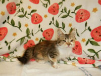 PEBBLES - Photo 1