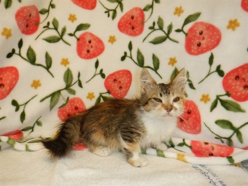 PEBBLES - Domestic Medium Hair available for adoption
