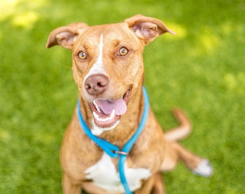ALANI - French Brittany available for adoption