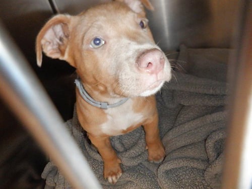 A1414432 - Pit Bull Terrier available for adoption