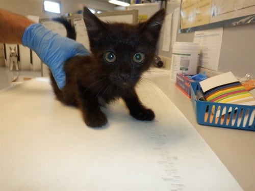 LATTE - Domestic Medium Hair available for adoption