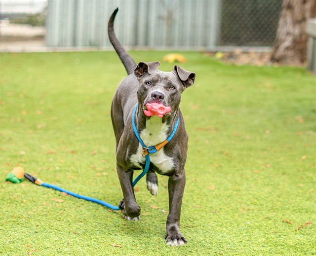 LUCKY - Pit Bull Terrier available for adoption