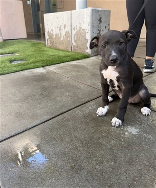A1416106 - Pit Bull Terrier available for adoption