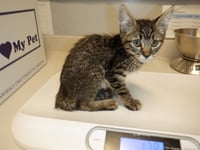 NUGGET - Photo 1
