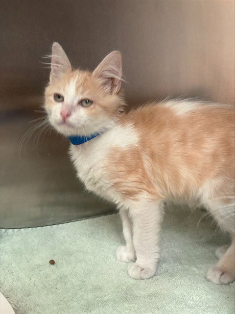 DIET ORANGE SODA - Domestic Short Hair available for adoption