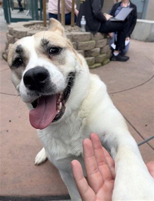 CHEDDAR - Akita available for adoption