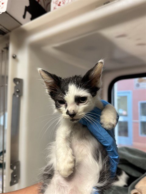 BOB - Domestic Short Hair available for adoption