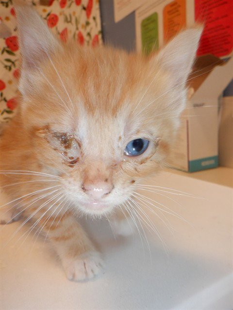 APIO - Domestic Short Hair available for adoption