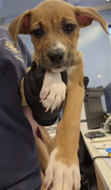 DAISY - Pit Bull Terrier available for adoption