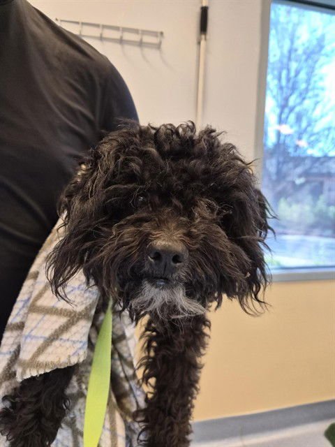 ONYX - Poodle (Miniature) available for adoption