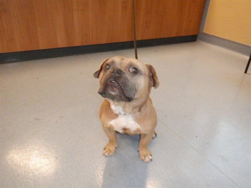 BERKELEY - English Bulldog available for adoption