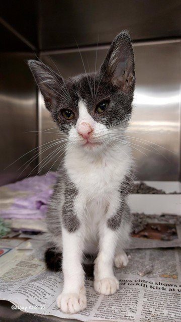 COMET - Domestic Short Hair available for adoption