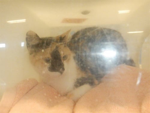 A1412430 - Domestic Short Hair available for adoption