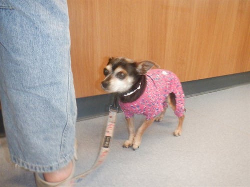 LUNA - Chihuahua available for adoption