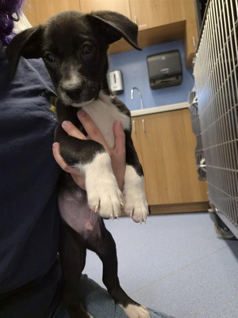 DANDI - Pit Bull Terrier available for adoption