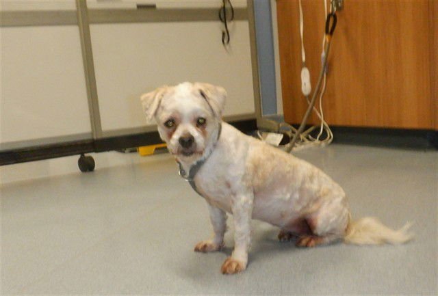 KALLY - Maltese / Chihuahua available for adoption