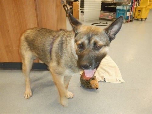 DERBY - German Shepherd Dog available for adoption