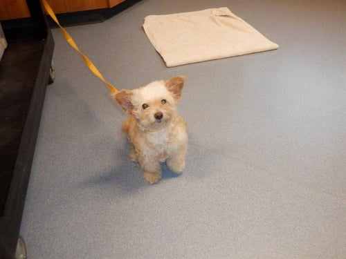 LILO - Maltese available for adoption