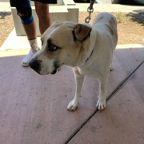 MURRAY - English Foxhound available for adoption