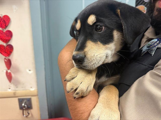 CHORIZO - Siberian Husky / Doberman Pinscher available for adoption